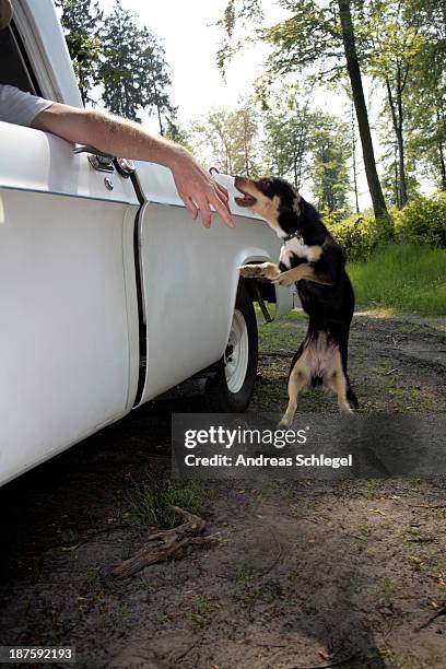 a dog jumping up to bite a man's hand hanging out of a car window - rosnar imagens e fotografias de stock