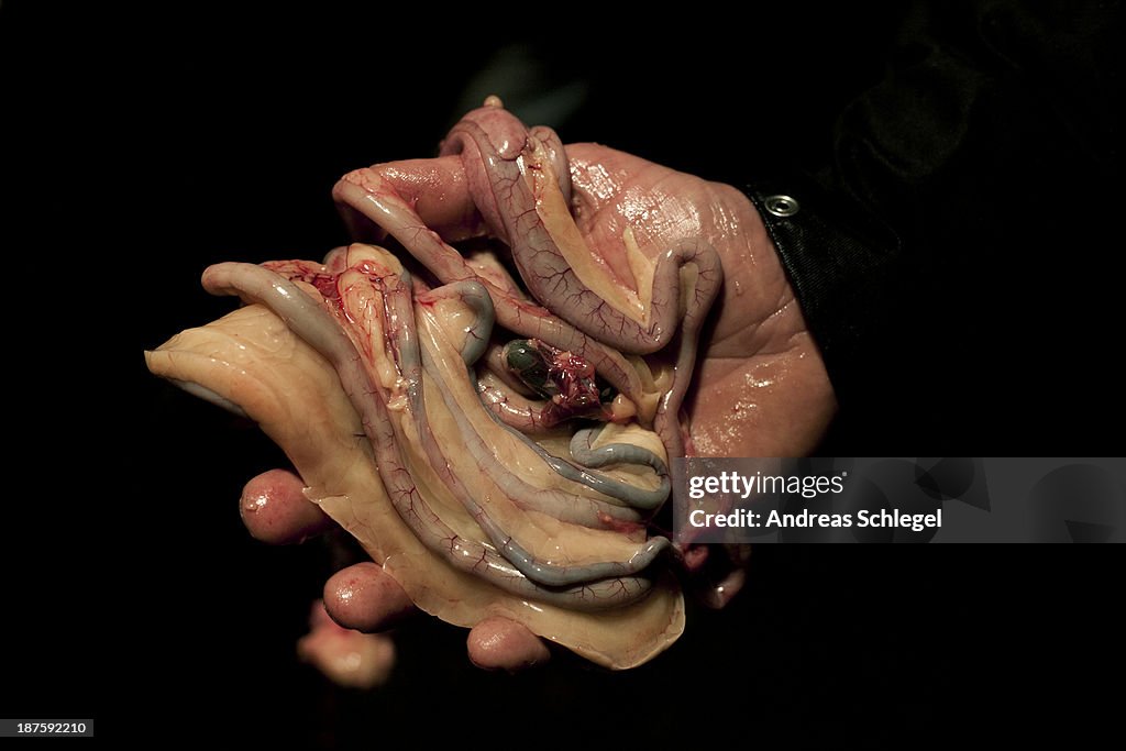 A man holding the innards of a dead goose, close-up of hand