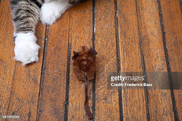 a cat's arms reaching out to play with a toy mouse - to play cat and mouse stock pictures, royalty-free photos & images