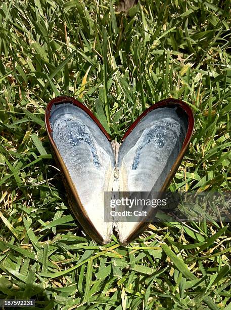 Empty Muscle Shells 452 Mussel Pattern Stock Photos, High-Res Pictures, and Images - Getty ...