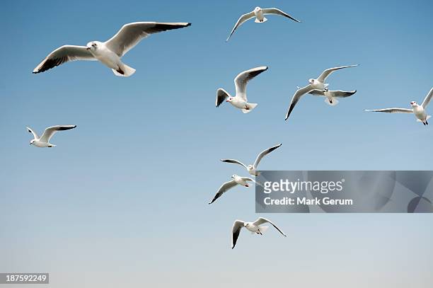 seagulls in a clear sunny sky - seagull stock-fotos und bilder