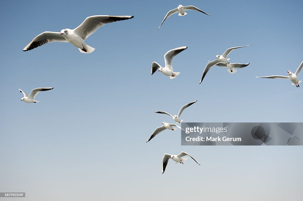 Seagulls in a clear sunny sky