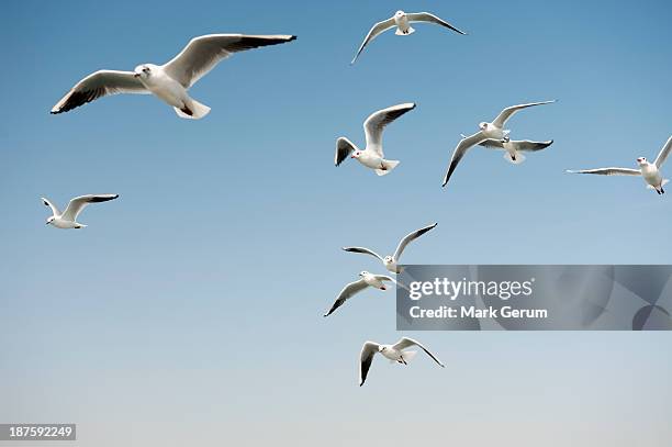 seagulls in a clear sunny sky - bird flying stock pictures, royalty-free photos & images