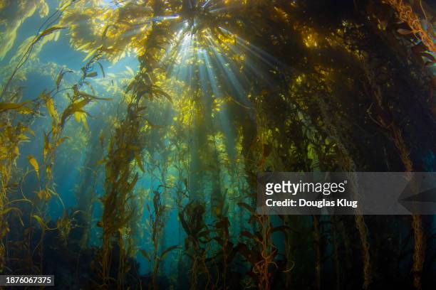 kelpsunburst5oct13-23 - channel islands national park stock pictures, royalty-free photos & images