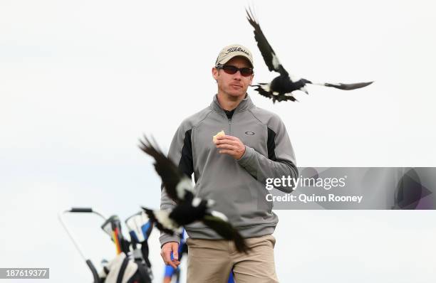 Brad Shilton of Australia is swooped by magpies during previews ahead of the 2013 Australian Masters at Royal Melbourne Golf Course on November 11,...