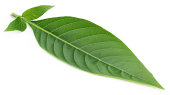Medicinal Basak leaf
