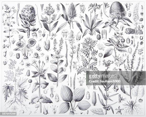 gravieren: kulturpflanze pflanzen - aromatherapie stock-grafiken, -clipart, -cartoons und -symbole