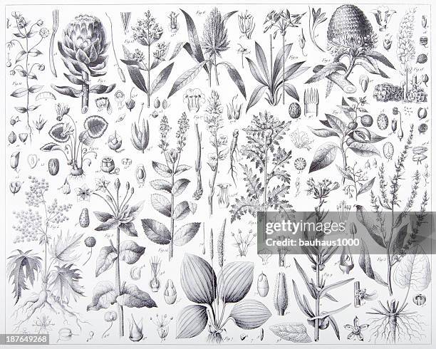 2 603点のアロマオイルイラスト素材 Getty Images 2 603点のアロマオイルイラスト素材 Getty Images