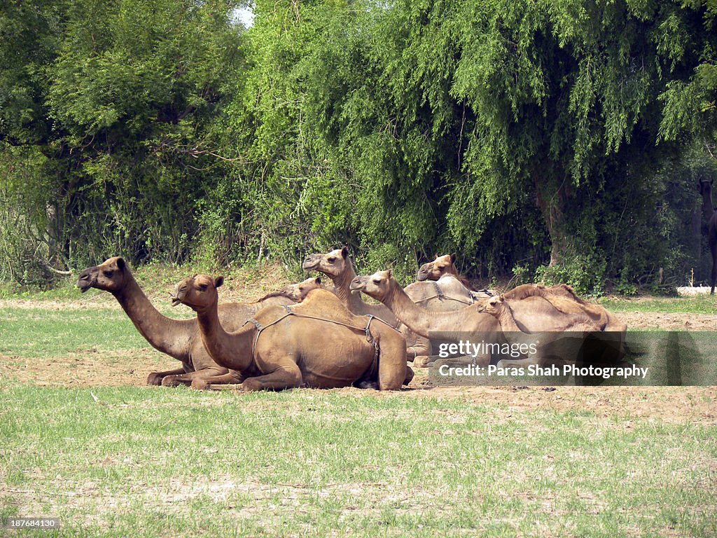 Group of camels