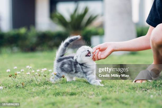 fluffy purebred british cute kitten walking on grass next to its owner girl. - weidekätzchen stock-fotos und bilder