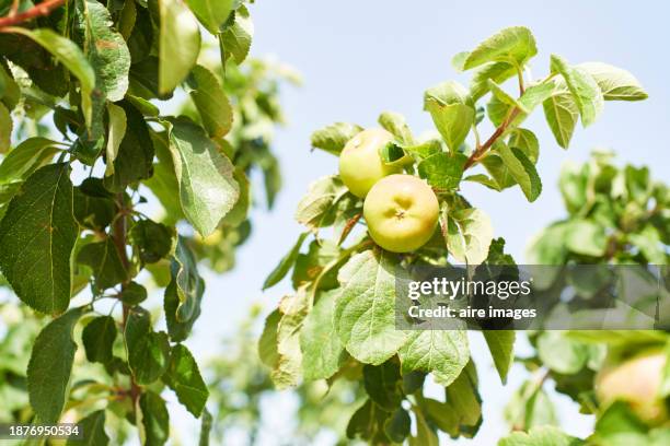 low angle front view of a green apple hanging on the branch of a tree in a garden or field on sunny day - low hanging fruit stockfoto's en -beelden