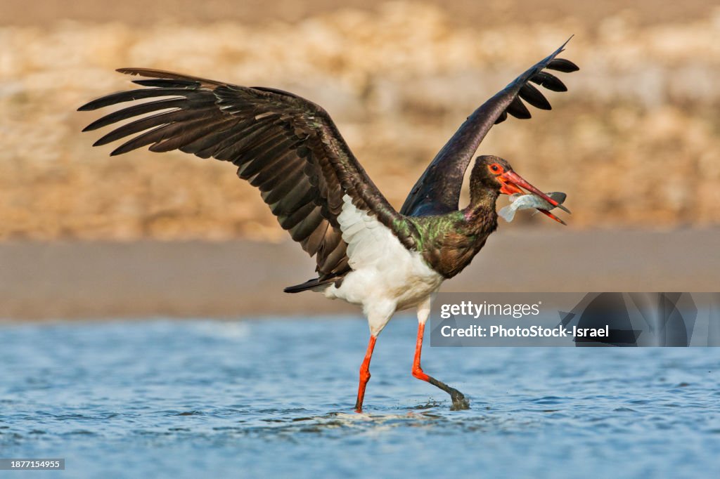 Black stork (Ciconia nigra) flapping its wings This wader inhabits wetland areas, feeding on fish, small animals and insects. A long-distance migrant (for breeding and wintering), it is found in scattered areas of Africa, Asia and Europe.