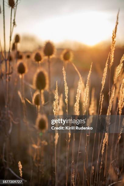 sunset serenity amongst the reeds - marram grass stock pictures, royalty-free photos & images