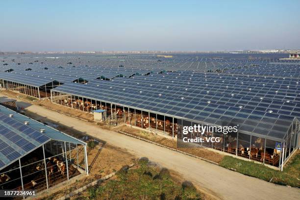 Cattle stay in an open stable under a photovoltaic system at an Agrivoltaic farm on December 23, 2023 in Mengcheng County, Bozhou City, Anhui...