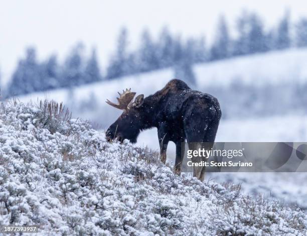 wintery hillside moose - bull moose jackson stock pictures, royalty-free photos & images