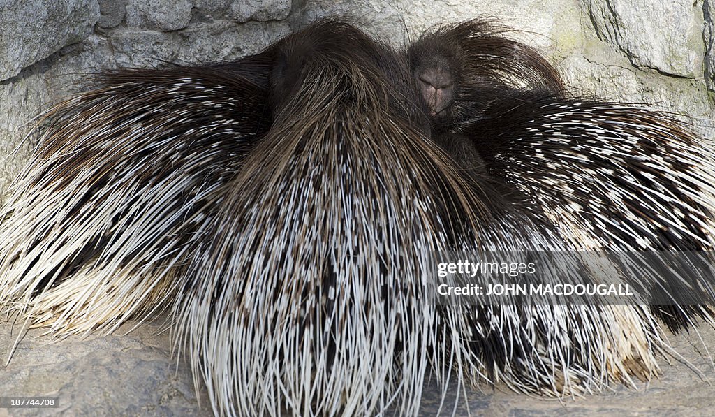 GERMANY-ANIMAL-ZOO-PORCUPINE