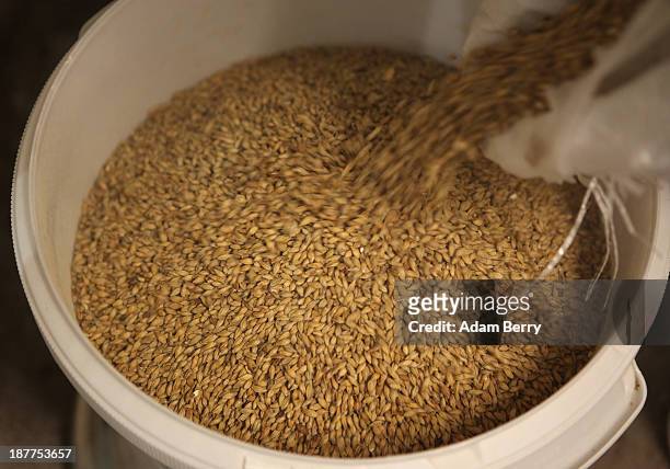 Hops are poured into a bucket for grinding at Heidenpeters brewery on November 12, 2013 in Berlin, Germany. In a country known for centuries for its...
