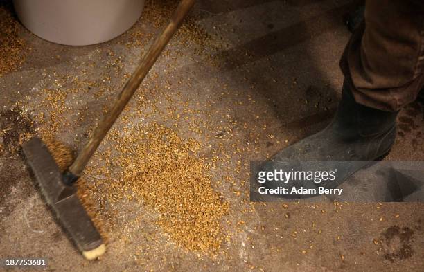 Eddie Bork, brewer at Heidenpeters brewery, sweeps up malted barley on November 12, 2013 in Berlin, Germany. In a country known for centuries for its...