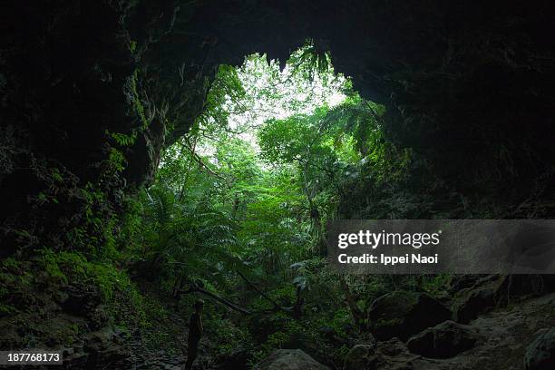 view of jungle from a limestone cave, iriomote - kalksteen stockfoto's en -beelden