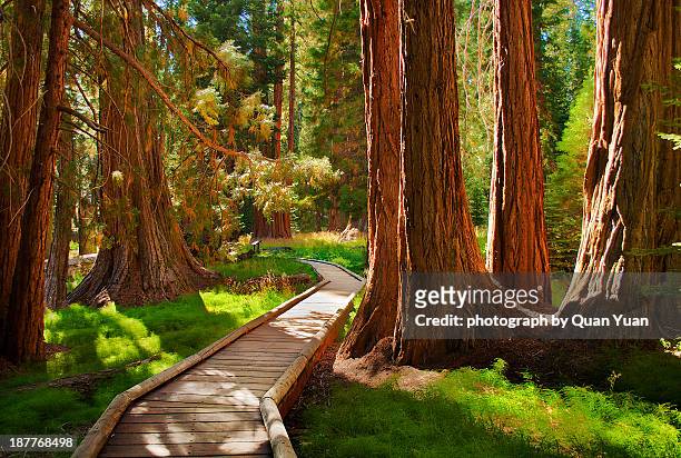 fairyland - sequoia national park stock pictures, royalty-free photos & images