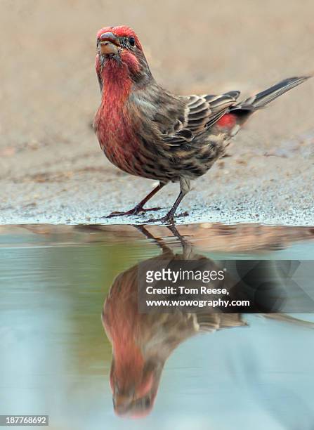 mud puddle portrait- purple finch - wowography stock pictures, royalty-free photos & images
