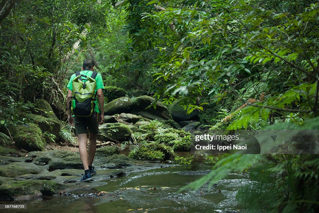 Mossy rainforest stream hiking, Okinawa