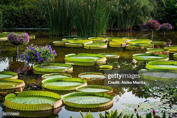 giant water lily, mizunomori water botanical garde - préfecture de shiga photos et images de collection
