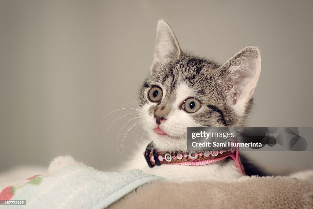 A kitten making a funny face