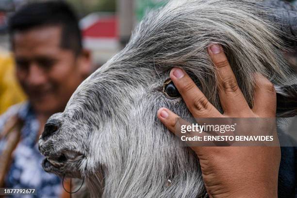 An inhabitant of the province of Chumbivilcas, in Cuzco, southern Peru, holds an animal mask while celebrating Takanakuy in San Juan de Lurigancho,...