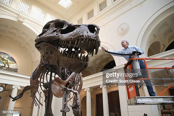 Geologist Bill Simpson cleans Sue, a 67-million-year-old Tyrannosaurus Rex on display at the Field Museum on November 12, 2013 in Chicago, Illinois....