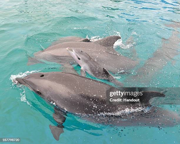 In this handout photo provided by SeaWorld San Diego, a bottlenose dolphin was born at SeaWorld San Diego at 12:33 p.m. In a behind-the-scenes pool...