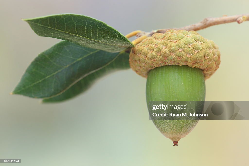Acorn