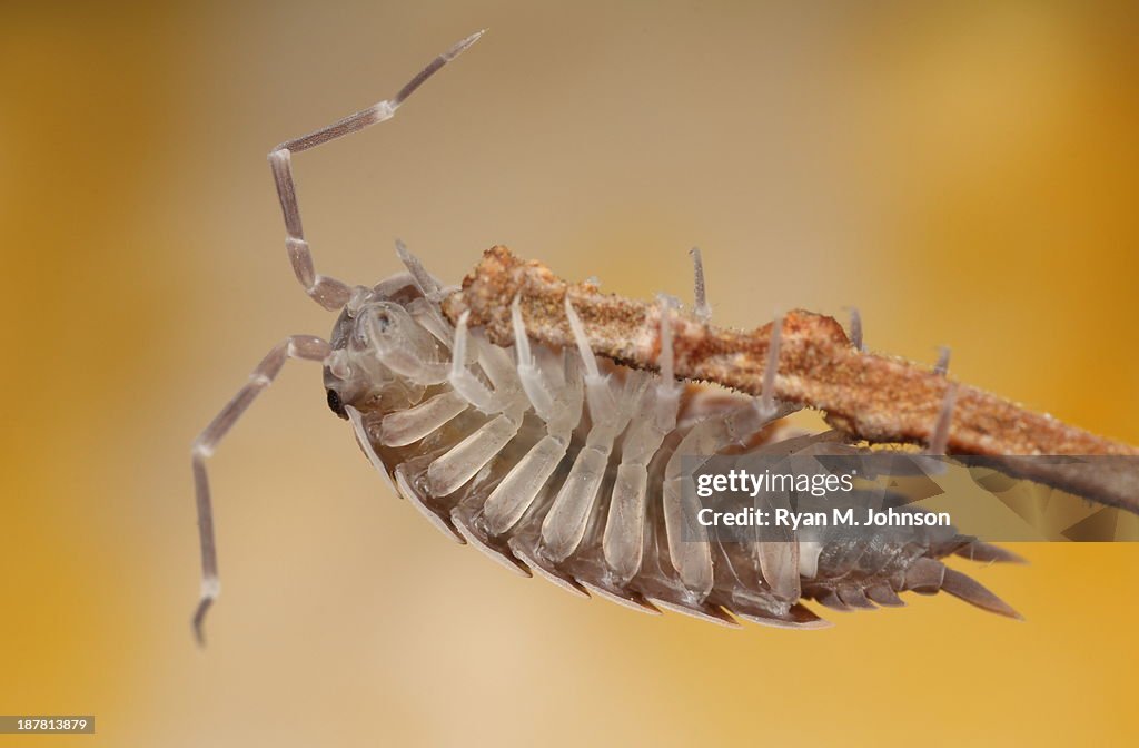 Wood Louse