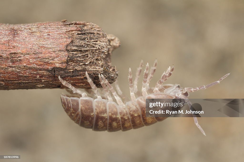 Armadillidiidae