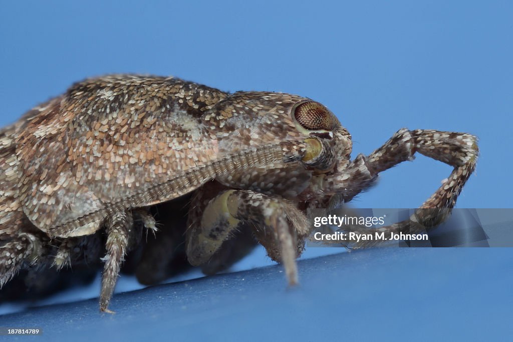 Jumping Bristletail