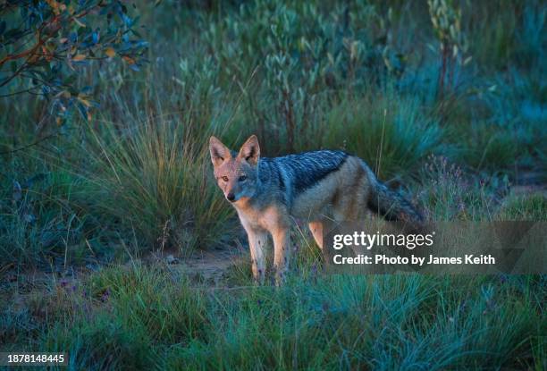 black backed jackal - scavenging stock pictures, royalty-free photos & images