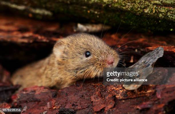December 2023, Berlin: , Berlin. A bank vole sits between pieces of bark under a fallen tree on a December day in Grunewald. The cute rodents look...