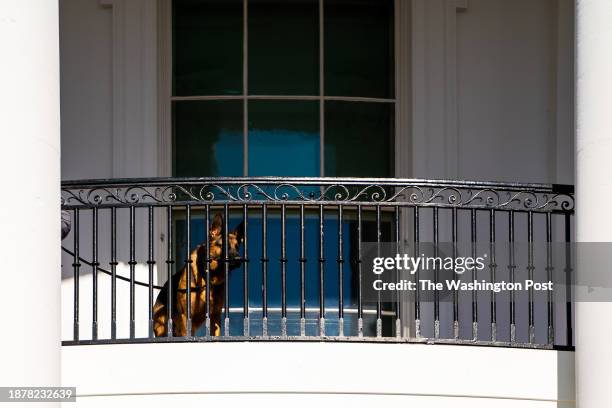 November 21, 2022: President Joe Biden's dog Commander looks out from the balcony before a pardoning ceremony for the national Thanksgiving turkeys...