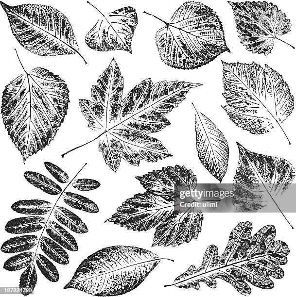 black and white pictures of leaves in white background - printmaking technique stock illustrations