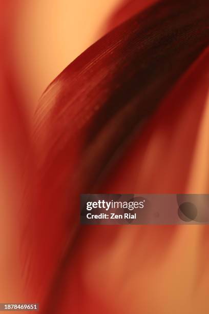 painterly soft focused red feather on yellowish orange background - weichzeichner stock-fotos und bilder