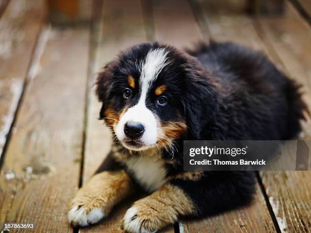 bernese mountain dog puppy lying on deck - bernese mountain dog stock pictures, royalty-free photos & images