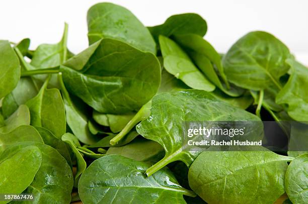 fresh baby spinach - fresh baby spinach stock-fotos und bilder