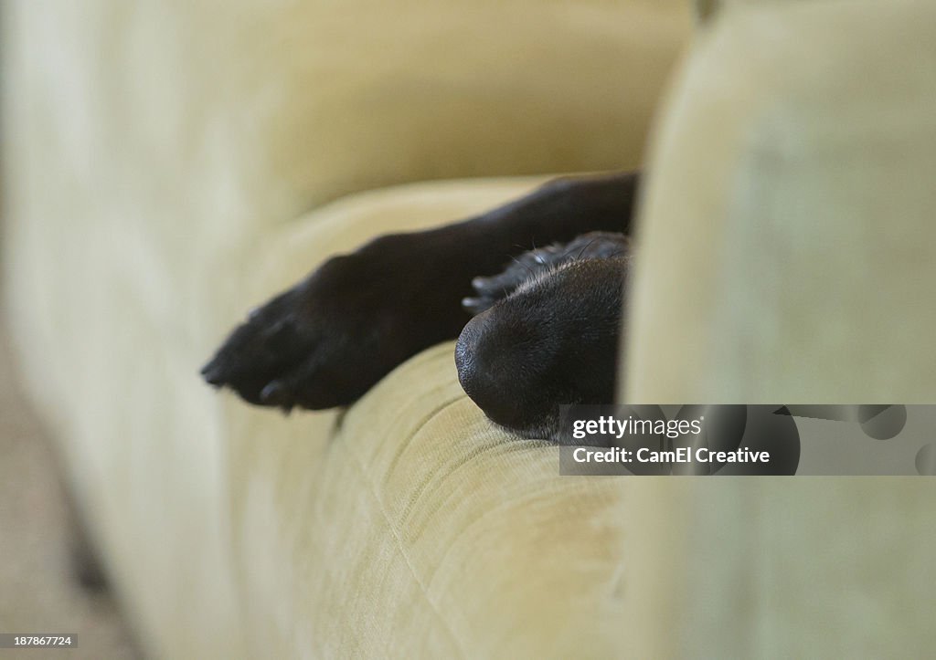 Dog snout and paws