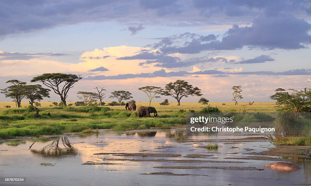 Wild elephants - Tanzania