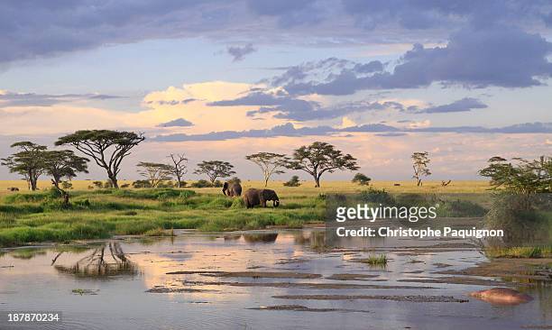 wild elephants - tanzania - 坦桑尼亞 個照片及圖片檔