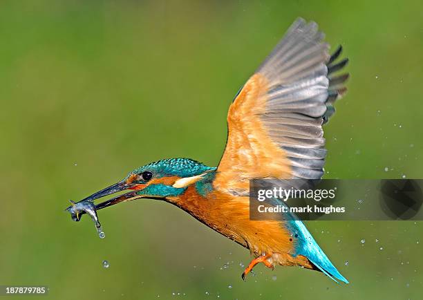 kingfisher in flight with fish - kingfisher stock-fotos und bilder