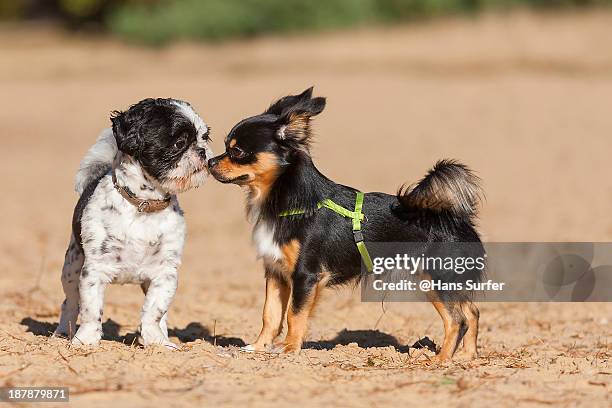 nose to nose...2 little dogs meeting - what is an eskimo kiss stock pictures, royalty-free photos & images