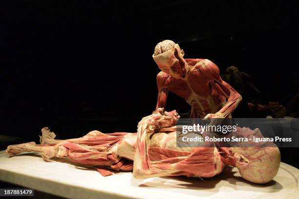 Details from Gunther Von Hagensìs "Body Worlds" exhbitions at GAM show room on November 6, 2013 in Bologna, Italy.