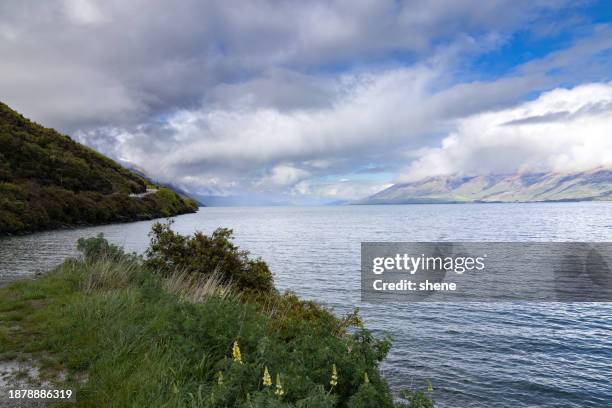 the lake wanaka, new zealand - lagoon willow stock pictures, royalty-free photos & images