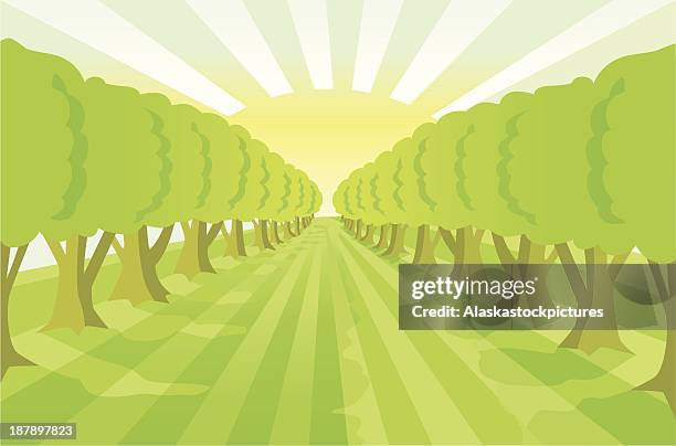 treealley naturebackground with sunlightlines (green). - forest path stock illustrations